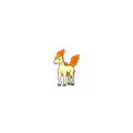 Ponyta