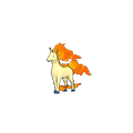 Rapidash